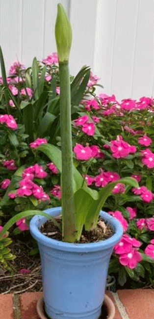 KaoriCafeのお庭の花　ブルーの鉢の真ん中にスクット立ち上がってきた蕾？