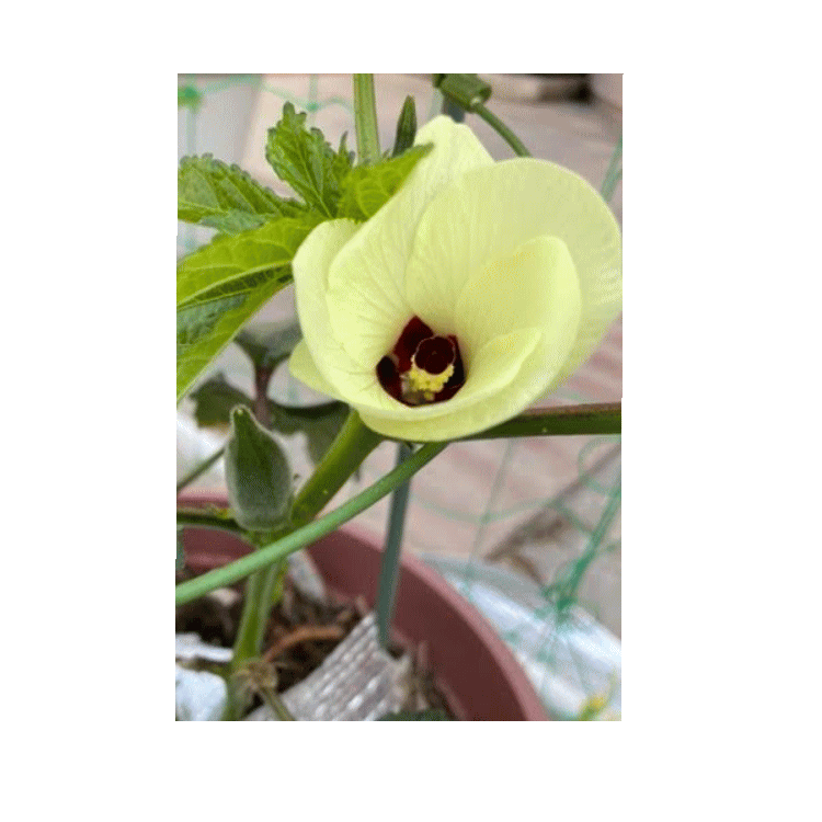 KaoriCafe　黄色のオクラの花